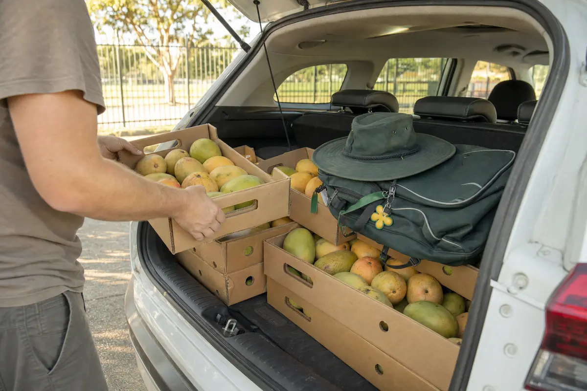 Boxes of mangoes in a car boot at school pickup.